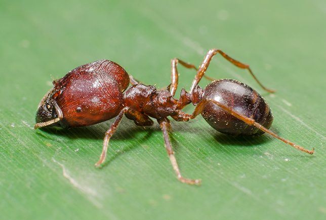 Copy of About Big Head Ant and How to Eliminate Big Head Ants